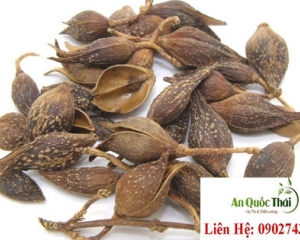 Liên kiều [tác dụng giải độc, cách dùng, địa chỉ mua bán tốt nhất].