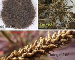 Mã đề và công dụng chữa bệnh thận khó tin của cây mã đề ít người biết