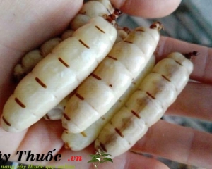 Mối chúa có tác dụng gì? Cách ngâm rượu mối chúa đúng cách.