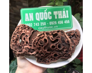 Bí kỳ nam thần dược có công dụng điều trị viêm gan, xơ gan hiệu quả.