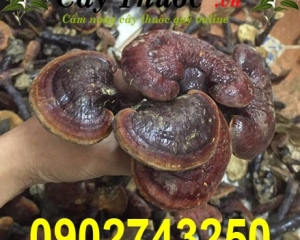 Nấm lim xanh có tác dụng chữa bệnh gì? Cách sử dụng nấm lim xanh rừng.