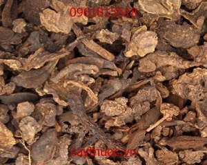 Nấm ngọc cẩu có tác dụng gì? Cách ngâm rượu nấm ngọc cẩu khô. Giá bán?