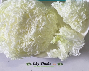 Nấm tuyết là gì? Tác dụng, các nấu món ngon bổ dưỡng cho mọi nhà.