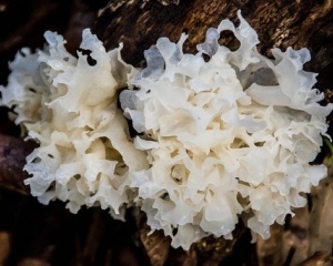 Nấm tuyết là gì? Tác dụng, các nấu món ngon bổ dưỡng cho mọi nhà.