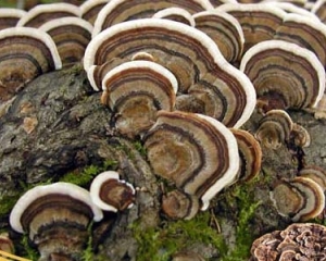 Nấm vân chi là gì? Tác dụng và cách dùng? Nấm vân chi giá bao nhiêu?