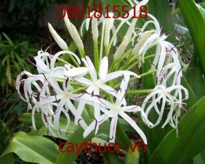 Náng hoa trắng giải pháp cho u xơ tuyến tiền liệt