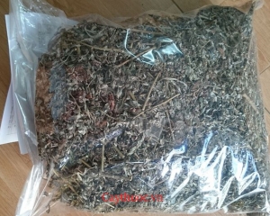 Ngải cứu có tác dụng trị bệnh gì? Cánh dùng, mua ở đâu tốt nhất.