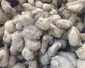 NGẢI ĐEN [TÁC DỤNG, CÁCH DÙNG, PHÂN BIỆT] GIÁ BAO NHIÊU, MUA Ở ĐÂU.