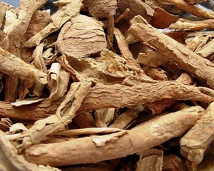 Ngũ gia bì có tác dụng gì? Cây ngũ gia bì giá bao nhiêu? Bán ở đâu?