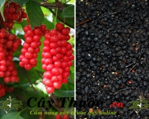 Ngũ vị tử có tác dụng gì? Vị thuốc ngũ vị tử mua ở đâu? Giá bao nhiêu?