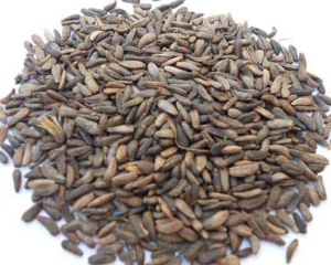 Ngưu bàng là gì? Trị bệnh gì? Hình ảnh, tác dụng, địa chỉ mua