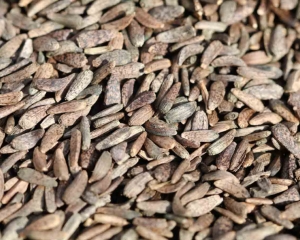 Ngưu bàng là gì? Trị bệnh gì? Hình ảnh, tác dụng, địa chỉ mua