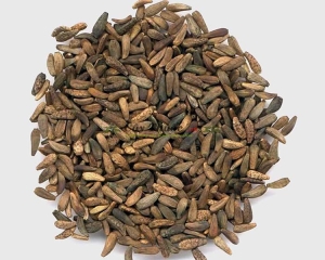 Ngưu bàng là gì? Trị bệnh gì? Hình ảnh, tác dụng, địa chỉ mua