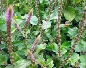 Ngưu tất có tác dụng gì? Giá bán ngưu tất bắc bao nhiêu? Mua ở đâu?