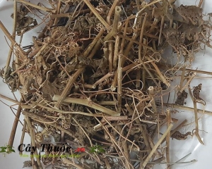 NHÃN LỒNG, TÁC DỤNG CHỮA BỆNH CỦA NHÃN LỒNG