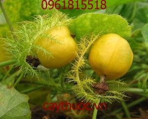 NHÃN LỒNG, TÁC DỤNG CHỮA BỆNH CỦA NHÃN LỒNG