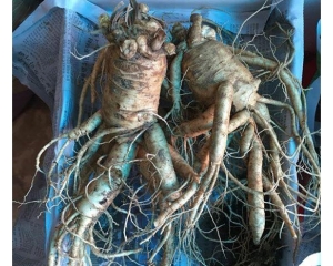 Nhân sâm có tác dụng là gì? Cách ngâm rượu nhân sâm để uống.