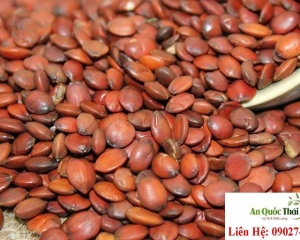 Táo nhân: Công dụng và cách dùng, bài thuốc hay của toan táo nhân.