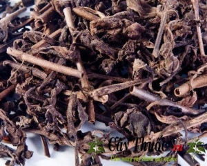 Nhân trần có tác dụng gì? Uống có tốt không? Mua cây nhân trần ở đâu?