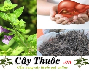 Nhân trần có tác dụng gì? Uống có tốt không? Mua cây nhân trần ở đâu?