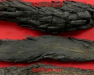 Nhục thung dung là gì? Tác dụng và cách ngâm rượu nhục thung dung