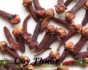 Nụ đinh hương sấy khô tác dụng gì? Nụ (hoa) đinh hương mua ở đâu?