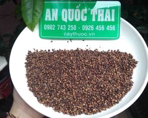 Nụ vối: Tác dụng của trà nụ vối khô, địa chỉ bán tại TP HCM.