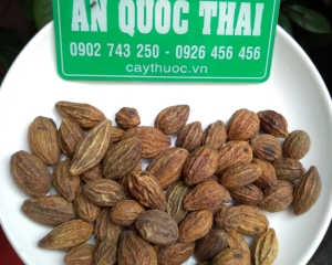 Quả kha tử có tác dụng gì? Cách dùng chữa viêm họng, khàn tiếng. Quả kha tử có tác dụng gì? Cách dùng chữa viêm họng, khàn tiếng.