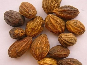 Quả kha tử có tác dụng gì? Cách dùng chữa viêm họng, khàn tiếng.