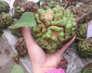 Quả na rừng ngâm rượu có tác dụng gì? Ăn được không? Mua ở đâu?