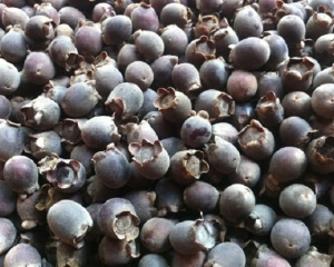 Quả sim: Tác dụng là gì? Địa chỉ mua quả sim ở đâu TP.HCM