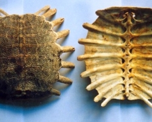 Quy bản là thảo dược gì? Tác dụng, cách dùng, liều dùng của quy bản?