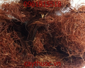 Râu ngô có tác dụng gì? Uống nước trà râu ngô thần dược lợi tiểu.