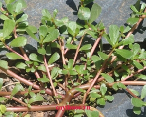 Rau sam trị bệnh gì? [Tác dụng, hình ảnh, kiêng kỵ]