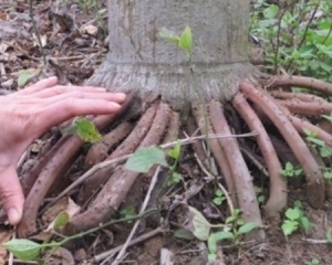 Rễ cau có tác dụng gì? Rễ cau mọc ngược ngâm rượu chữa bệnh liệt dương