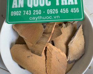 Rễ nhàu ngâm rượu có tác dụng ổn định huyết áp