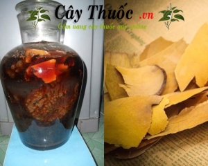 Rễ nhàu ngâm rượu có tác dụng ổn định huyết áp
