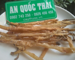 Sá sùng là gì? Hình ảnh, tác dụng, cách chế biến sá sùng khô nấu cháo