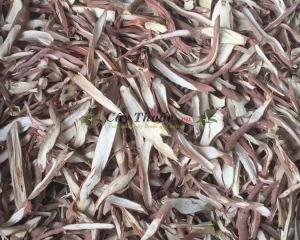 Sâm cau là gì? Có tác dụng gì? Cách chề biến ngâm rượu sâm cau đen.