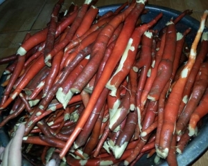 Sâm cau đỏ [Tác dụng, hình ảnh, cách ngâm rượu] bổ thận tráng dương