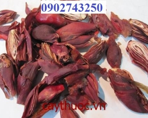 Sâm đại hành [ tác dụng, cách ngâm rượu ] chữa bệnh gì? Bán ở đâu?