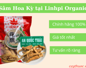 Nhân sâm Hoa Kỳ: 10 điều cần biết về dược liệu bổ dưỡng