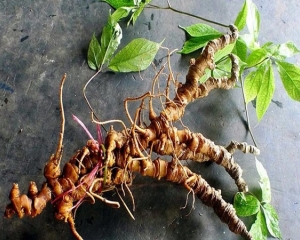 Sâm ngọc linh: Tác dụng gì? Cách sử dụng sâm ngọc linh 