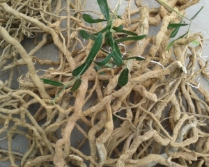 Sâm xuyên đá là gì?Tác dụng và cách sử dụng chữa bệnh sao cho hiệu quả