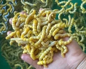 Sâu chít có tác dụng gì? Cách ngâm rượu sâu chít tăng cường sinh lý.