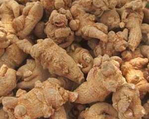 Tam thất bắc vị thuốc quý như vàng với tác dụng bồi bổ cơ thể thần kỳ.