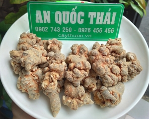 Tam thất bắc vị thuốc quý như vàng với tác dụng bồi bổ cơ thể thần kỳ.