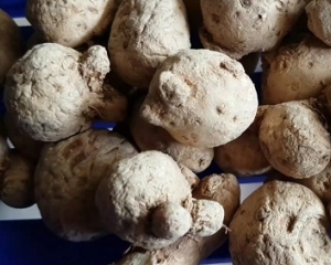 Tam thất nam có tác dụng gì? Chữa bệnh gì? [Hình ảnh, cách dùng, giá].