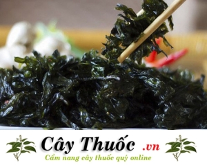 Tảo biển có tác dụng gì? Uống tảo biển bao lâu thì có tác dụng?