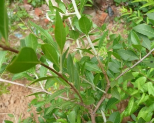 Thảo nam sơn: Cách ngâm rượu cây thảo nam sơn trị bệnh.